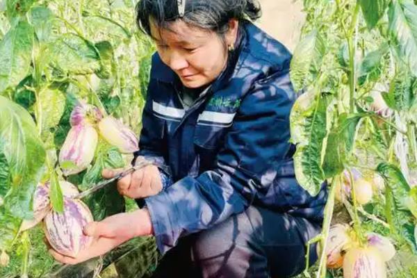 人参果怎么种植，最低温度不可低于10度