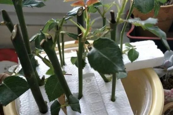 玫瑰的花语,不同数量的花语不同