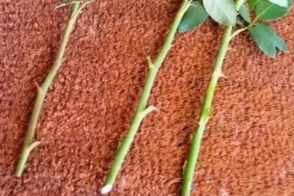 玫瑰的花语,不同数量的花语不同