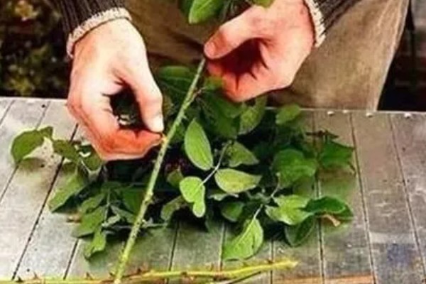 玫瑰的花语,不同数量的花语不同