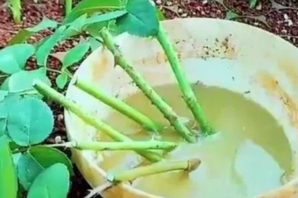 玫瑰的花语,不同数量的花语不同
