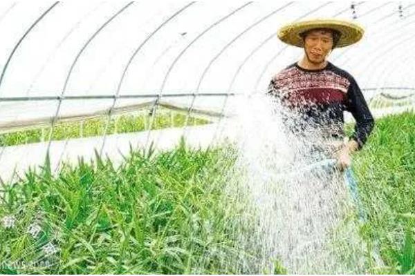 种红球姜用什么土,肥沃的土壤对红球姜至关重要