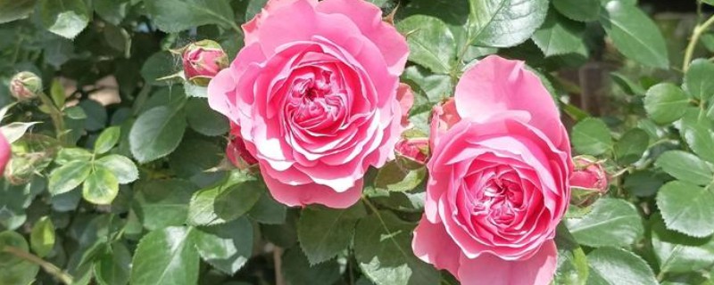 月季花的叶子形状，像小刀片