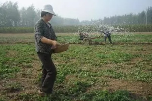 哪种氮肥的含氮量最高,尿素的含氮量最高