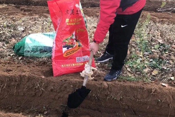 种油菜的方法，将种子放在15-20°C的环境里催芽
