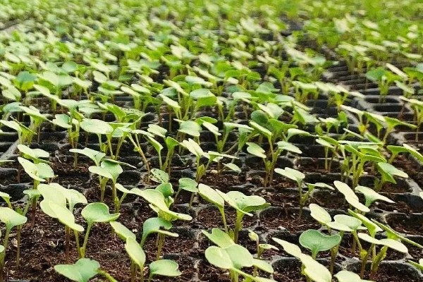 种油菜的方法，将种子放在15-20°C的环境里催芽