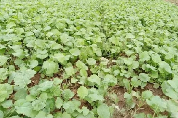 种油菜的方法，将种子放在15-20°C的环境里催芽