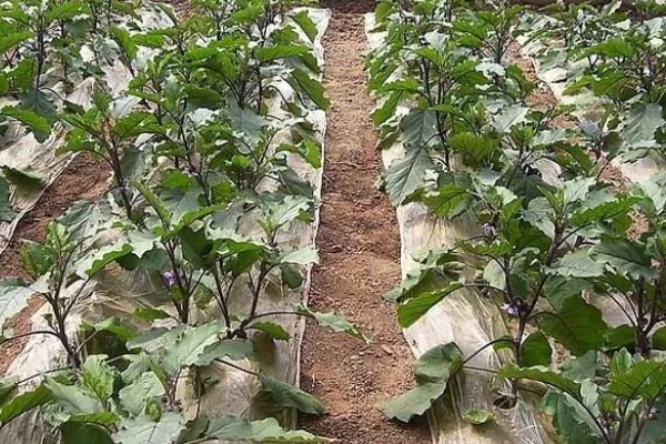 茄子高密度栽培技术,定植后要加强温度控制