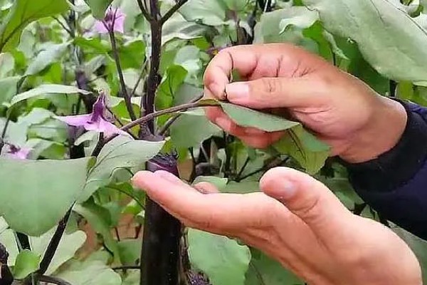 茄子高密度栽培技术,定植后要加强温度控制