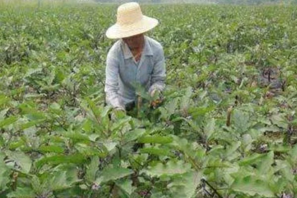 茄子高密度栽培技术,定植后要加强温度控制