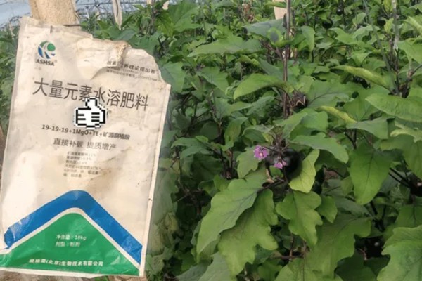 茄子高密度栽培技术,定植后要加强温度控制