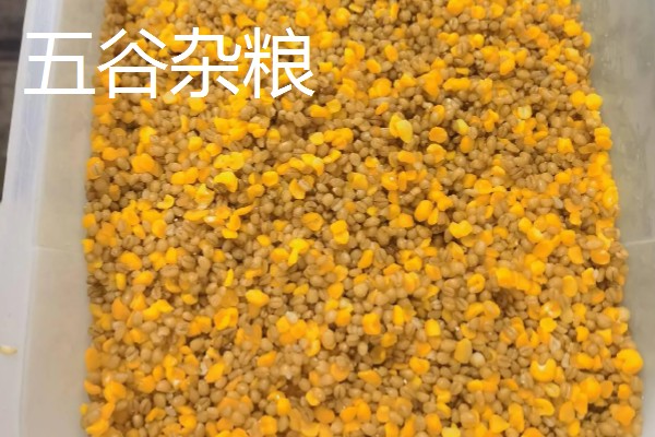 钓鲫鱼的钓点选择,在浅水、向阳处会比较好