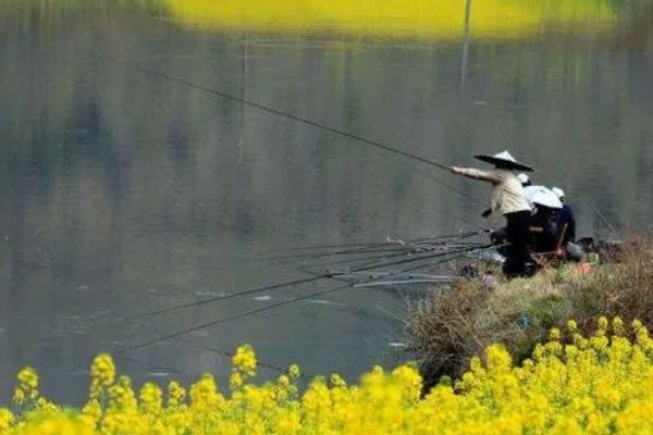 钓鲫鱼的钓点选择,在浅水、向阳处会比较好