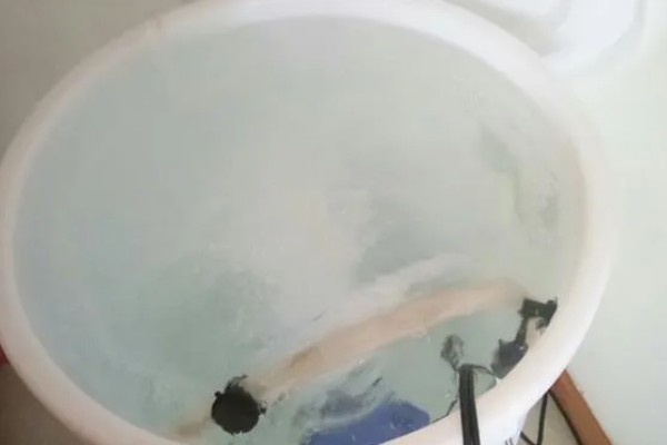 养金鱼用什么水质,家养可以选择自来水