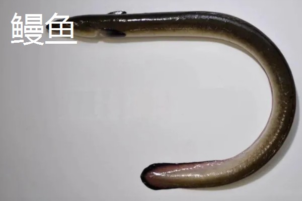 鳗鱼和鳝鱼有什么区别，科属、外观、产地都不同