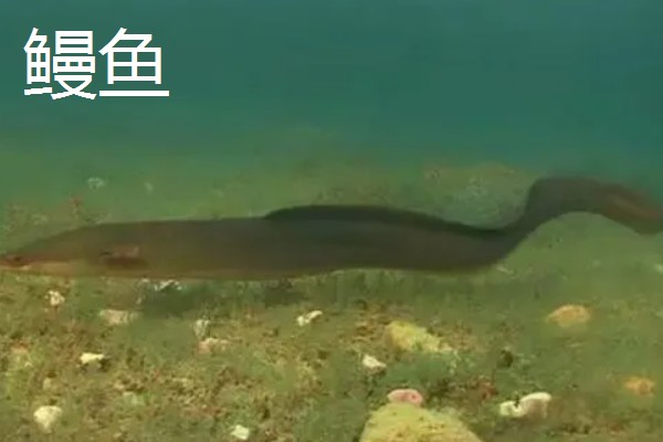 鳗鱼和鳝鱼有什么区别，科属、外观、产地都不同