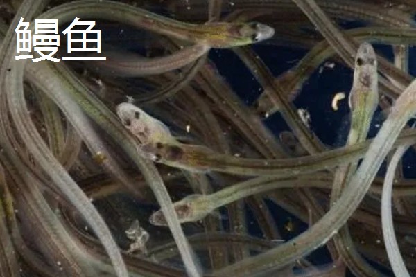 鳗鱼和鳝鱼有什么区别，科属、外观、产地都不同