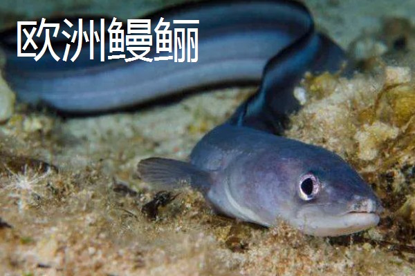 鳗鱼和鳝鱼有什么区别，科属、外观、产地都不同