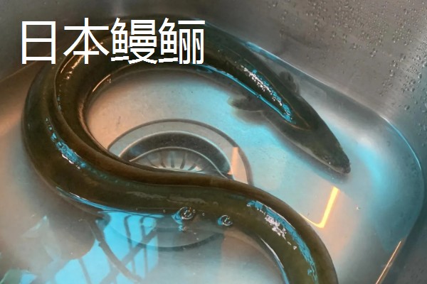 鳗鱼和鳝鱼有什么区别，科属、外观、产地都不同