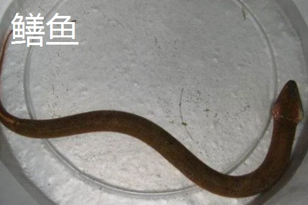 鳗鱼和鳝鱼有什么区别，科属、外观、产地都不同