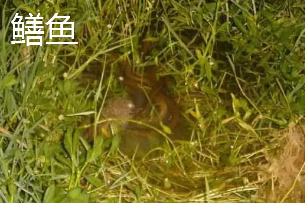 鳗鱼和鳝鱼有什么区别，科属、外观、产地都不同