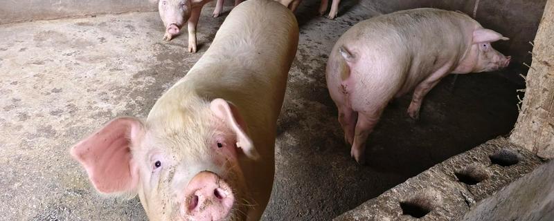猪肉料肉比是多少，各个阶段的料肉比不同