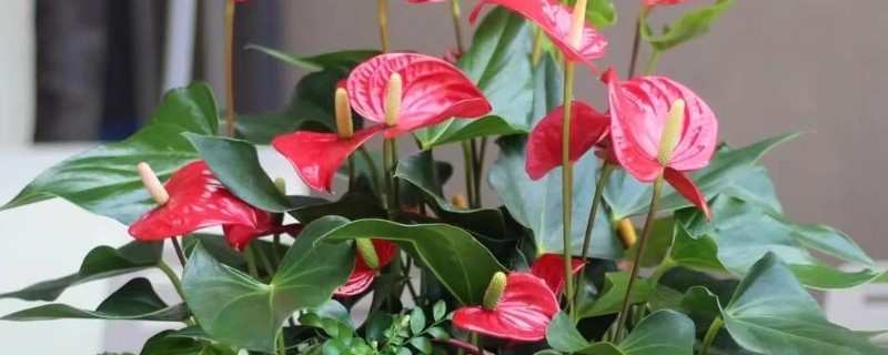 红掌怎么养殖，春秋季节每隔2-3天浇一次水