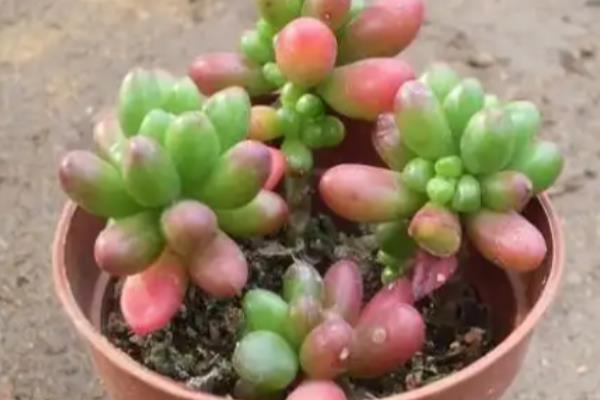 玉米石会开花吗，当然是可以开花的