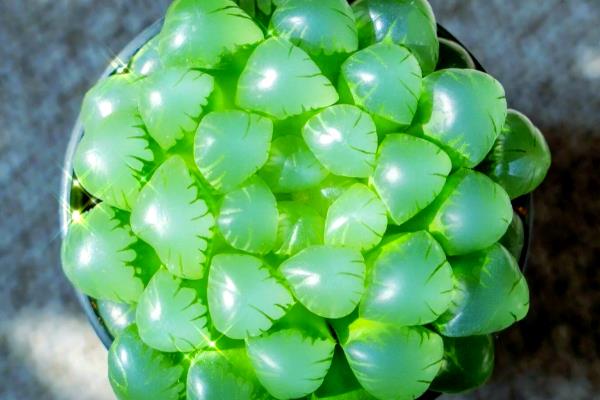 让姬玉露更饱满的方法,每天要有6小时的光照时间