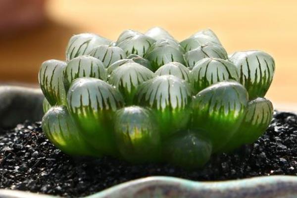 让姬玉露更饱满的方法,每天要有6小时的光照时间
