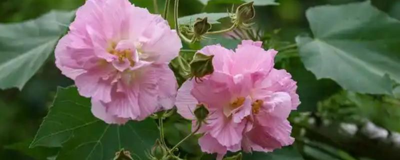 芙蓉花病虫害的防治方法，不同病虫害的防治方法不同