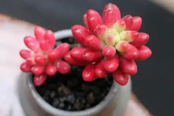 玉米石会开花吗，当然是可以开花的