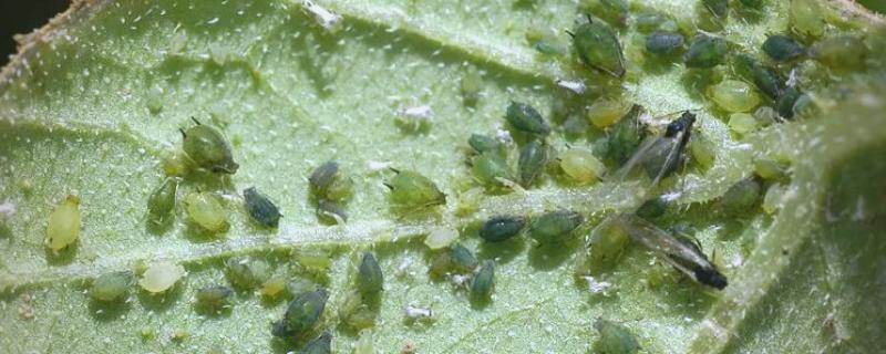 蚜虫简介，属于半翅目的害虫