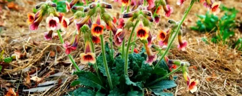 地黄简介，是多年生草本植物