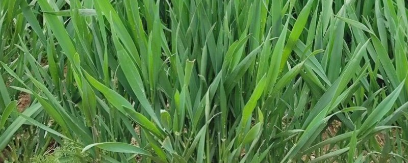 小麦什么时候分蘖，一般是11月份至翌年2月份
