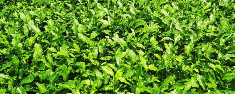 种植无公害茶树的注意事项，冬季要施用一次基肥