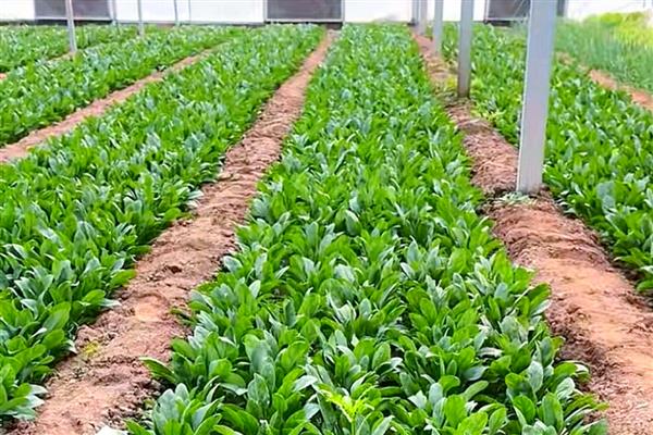 菠菜收割后能不能继续生长，一年可以采收两次