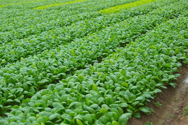 菠菜收割后能不能继续生长，一年可以采收两次