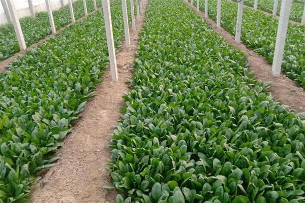 菠菜收割后能不能继续生长，一年可以采收两次