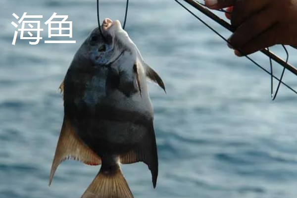 万能袖钩和金袖钩有什么区别,主要在于尺寸不同