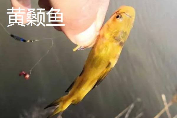 万能袖钩和金袖钩有什么区别,主要在于尺寸不同