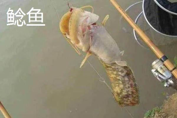 万能袖钩和金袖钩有什么区别,主要在于尺寸不同