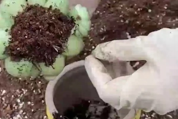 多肉植物怎样种植,生长过程中需要充足的光照