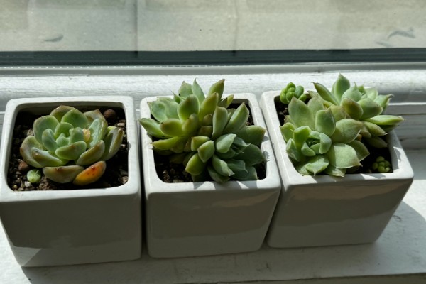 多肉植物怎样种植,生长过程中需要充足的光照