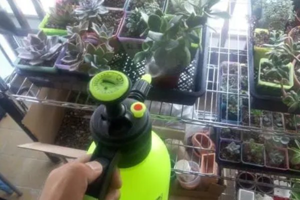多肉植物怎样种植,生长过程中需要充足的光照