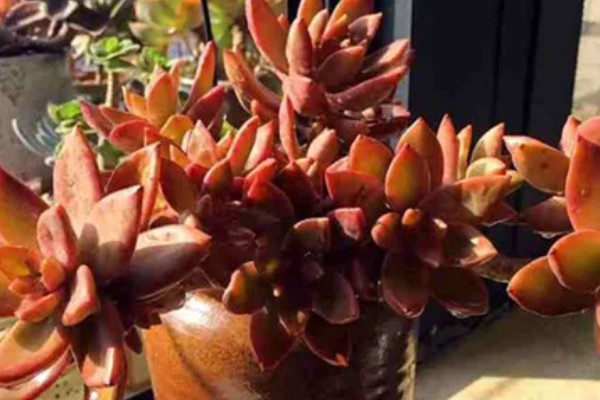 多肉植物怎样种植,生长过程中需要充足的光照