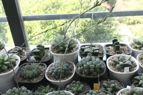 多肉植物怎样种植,生长过程中需要充足的光照