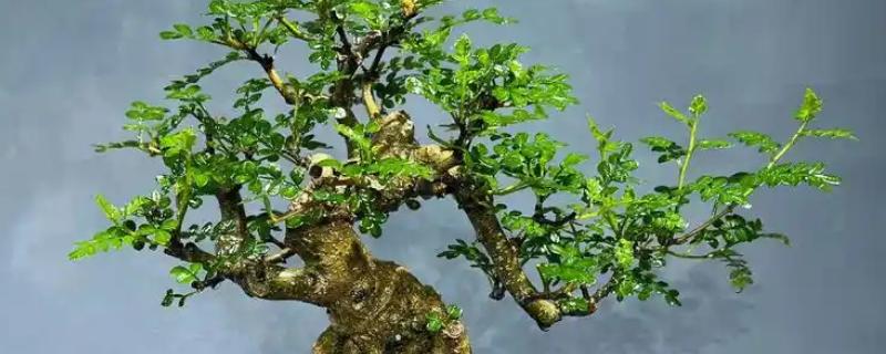 清香木的养殖方法，春秋季节每隔3-5天浇一次水