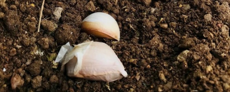 大蒜的种植全过程，首先选择蒜薹较长的作为蒜种