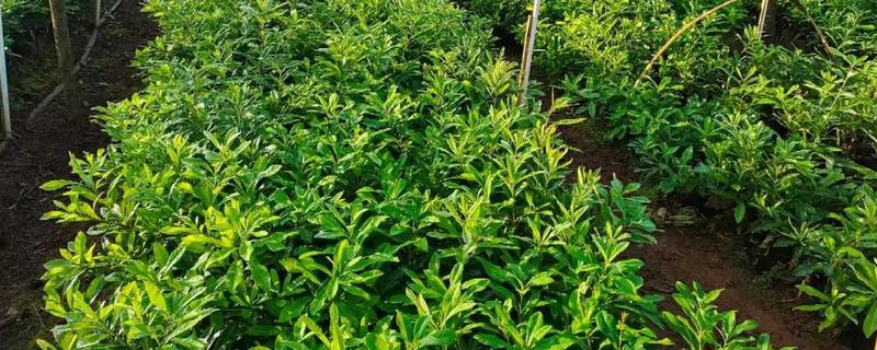 怎么修剪2年的蓝莓苗，生长期间需疏剪生长过密集的花芽